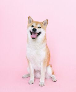 TRE dieren